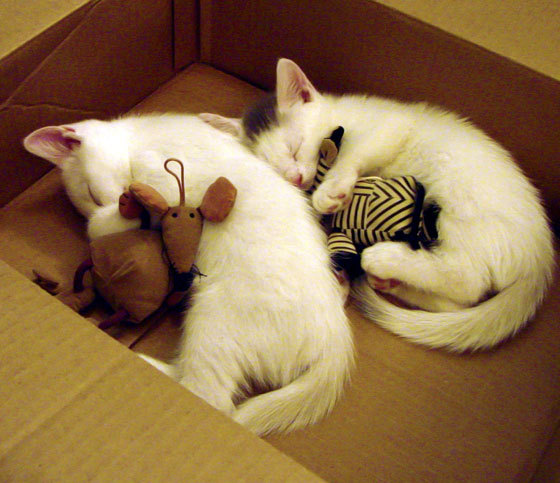 九游电脑版-德甲逐步完善裁判判罚体系，确保比赛公平公正，德甲场地