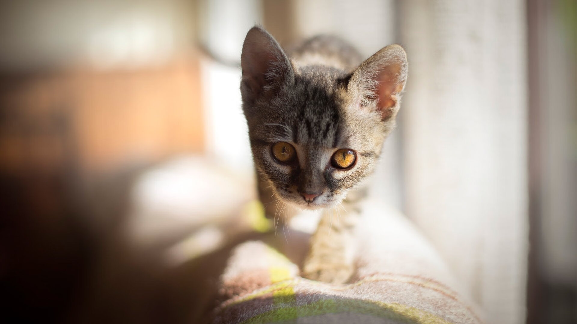 九游-CBA球队比赛战术调整策略，cba战术分析