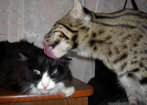 九游官网pc-天津泰达坐镇主场对阵青岛黄海，力争取得重要的胜利！，天津泰达2020主场