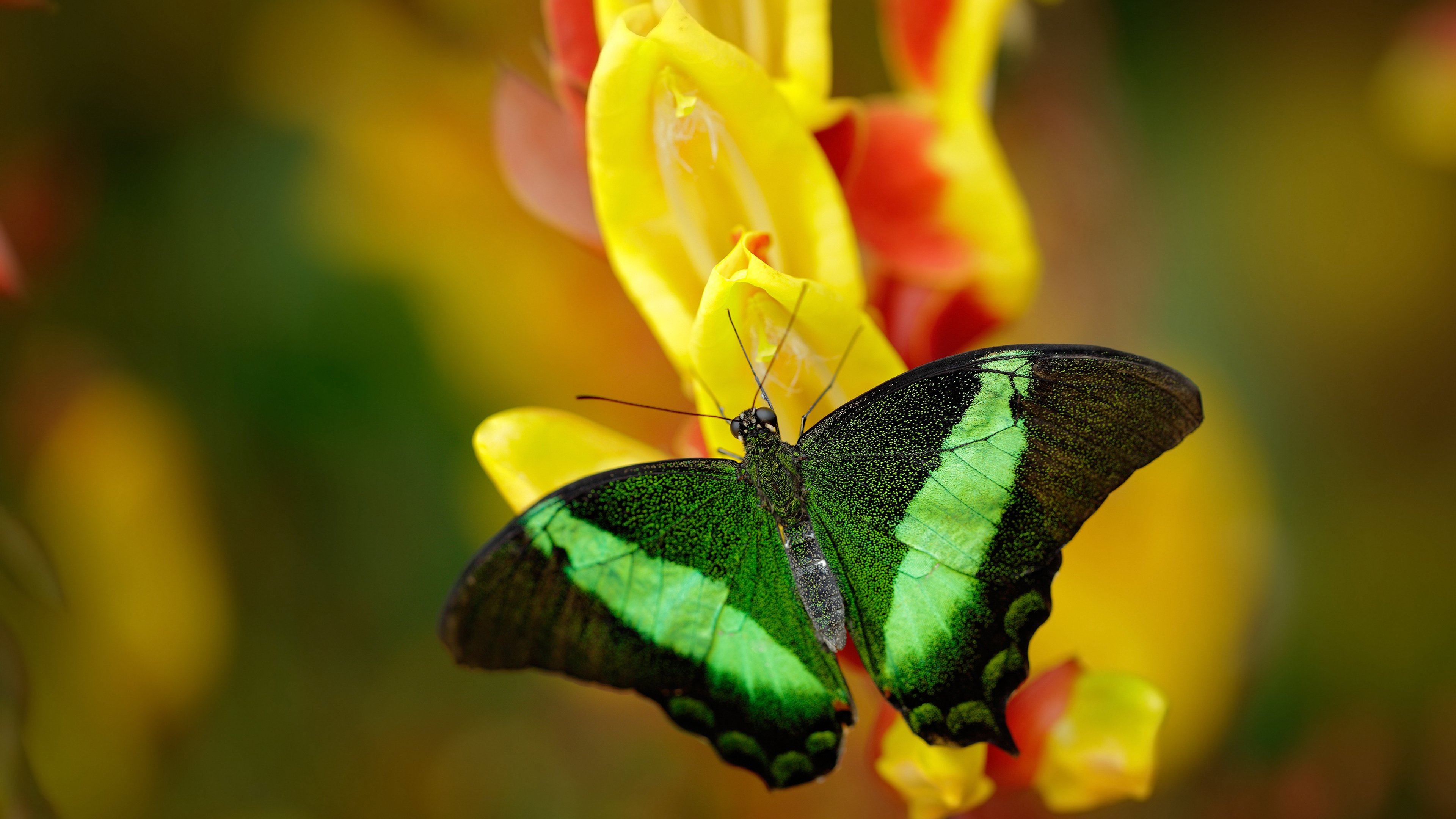 九游娱乐(jiuyou)官网-天津泰达士气高涨，战胜实力强劲的对手，泰达 天津