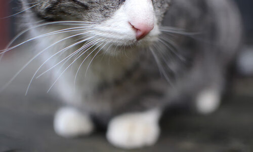 九游娱乐APP-西班牙国家队备战欧洲杯，西班牙队欧洲杯大名单公布