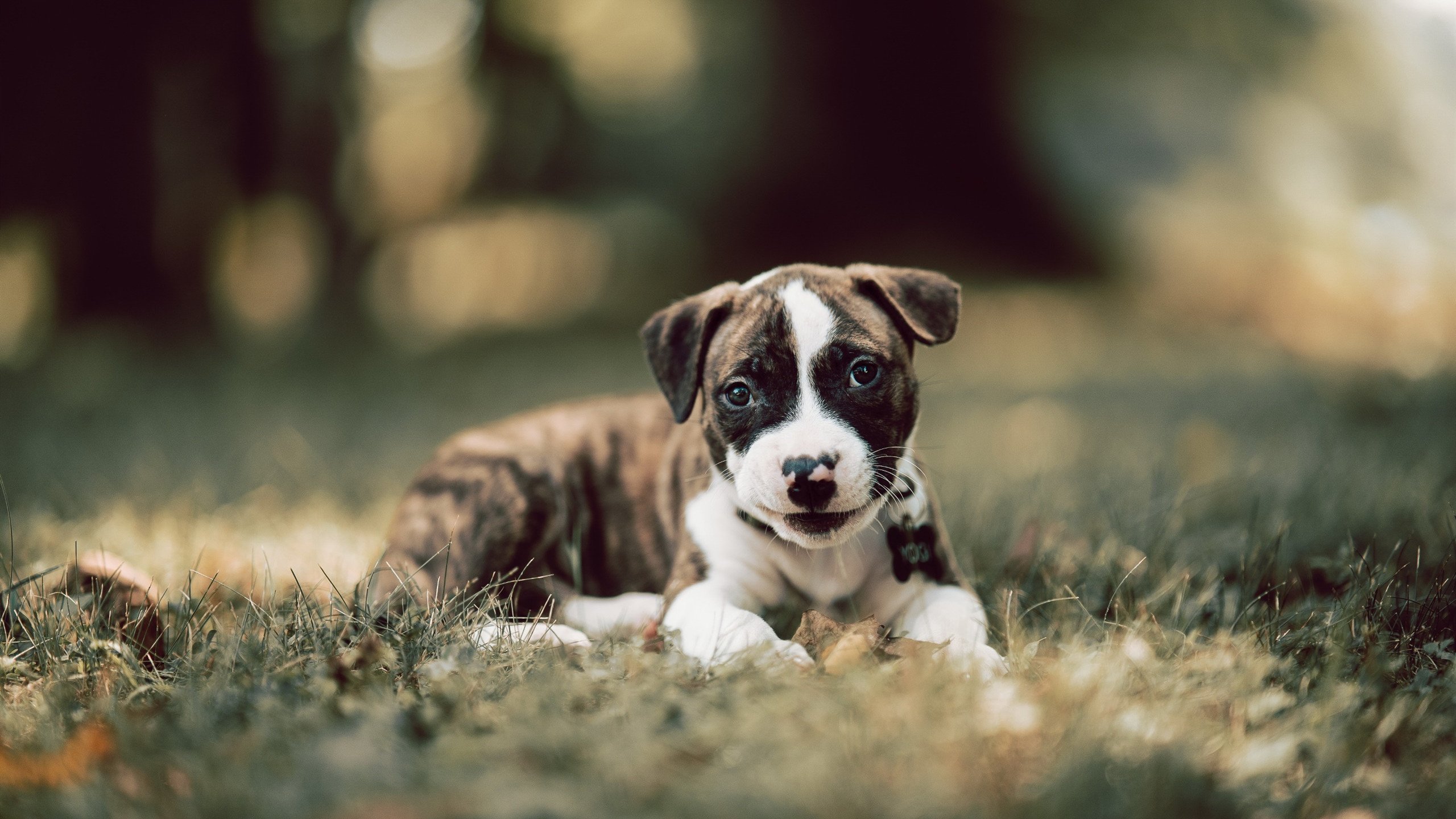 九游官网下载电脑版-蔚山现代老将表现宝刀未老，蔚山百科