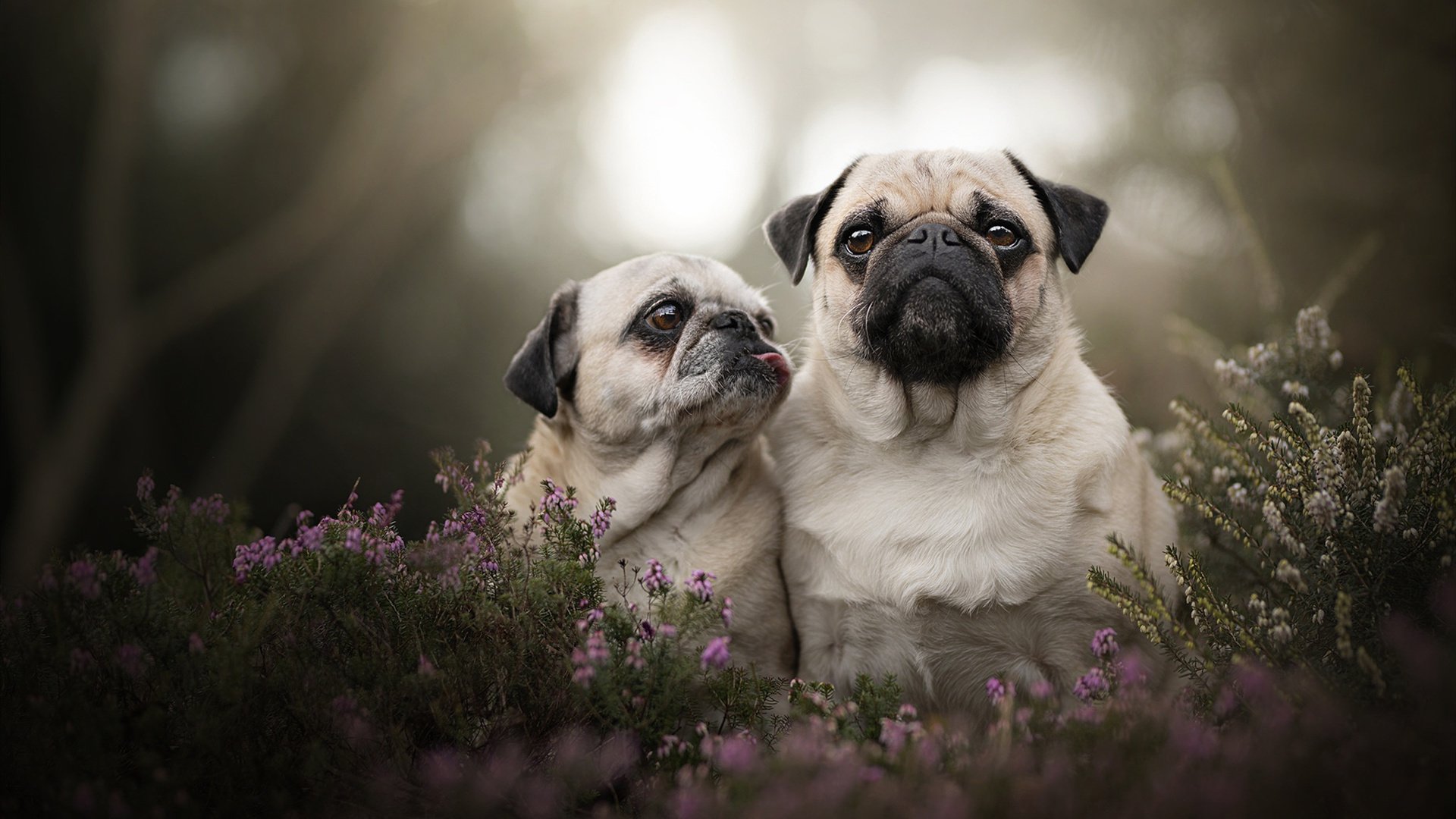 九游娱乐-国家队后卫线上直播战术复盘互动教学获得粉丝好评，足球国家队后卫