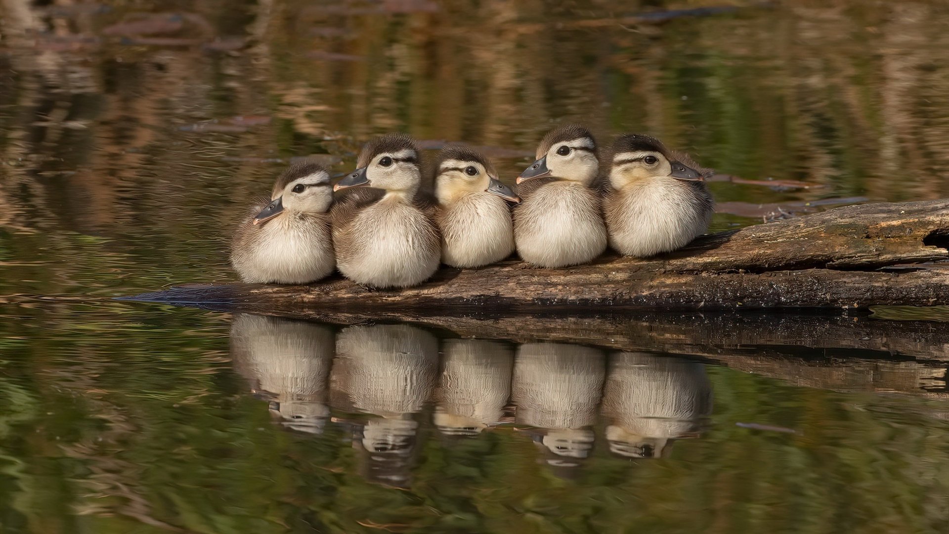九游娱乐(jiuyou)官网-巴特尔展现出极强的防守反应速度，成为袋鼠队后防支柱，巴特尔打什么位置