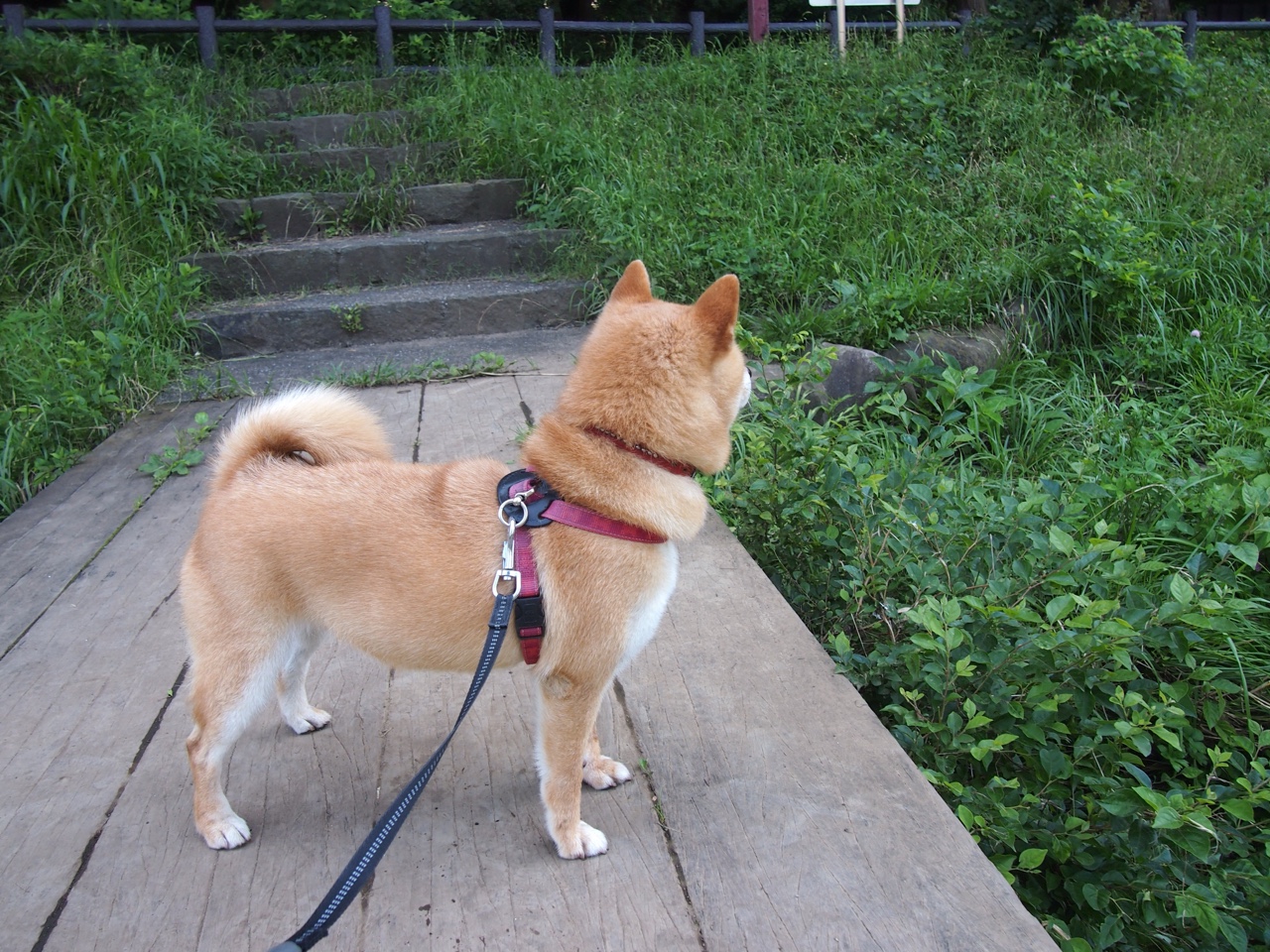 九游9游-戴维·帕特森的全能型打法，让袋鼠队在攻防两端无懈可击，帕特里克·戴维森