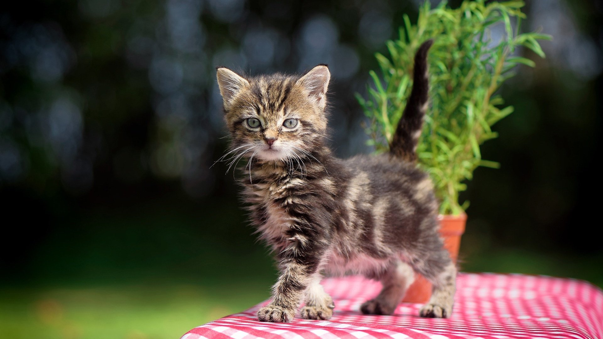 赛尔·阿尔斯塔：站在防线前沿，稳固南非队的世界地位，阿尔塞钦